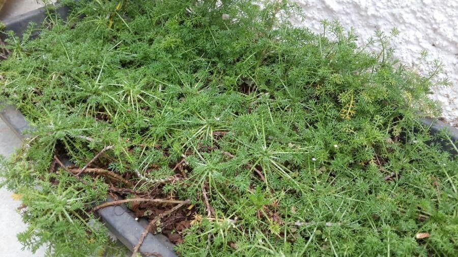 Matricaria matricarioides leaf