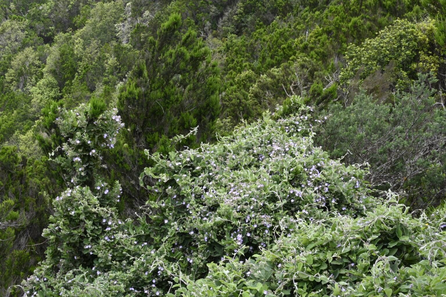 Convolvulus canariensis habit