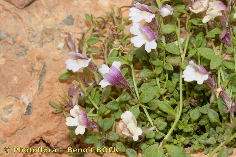 Chaenorhinum flexuosum habit