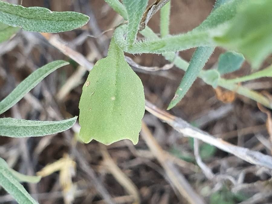 Emilia discifolia — search result for 'Emilia'