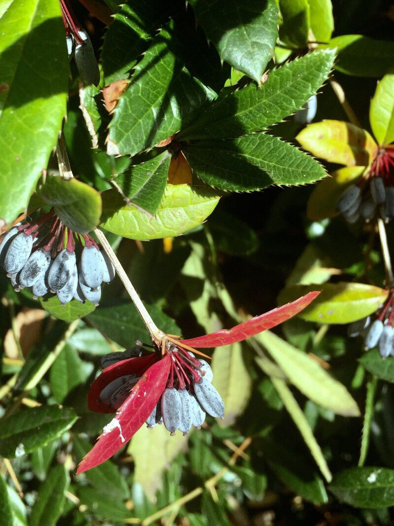 Berberis julianae fruit