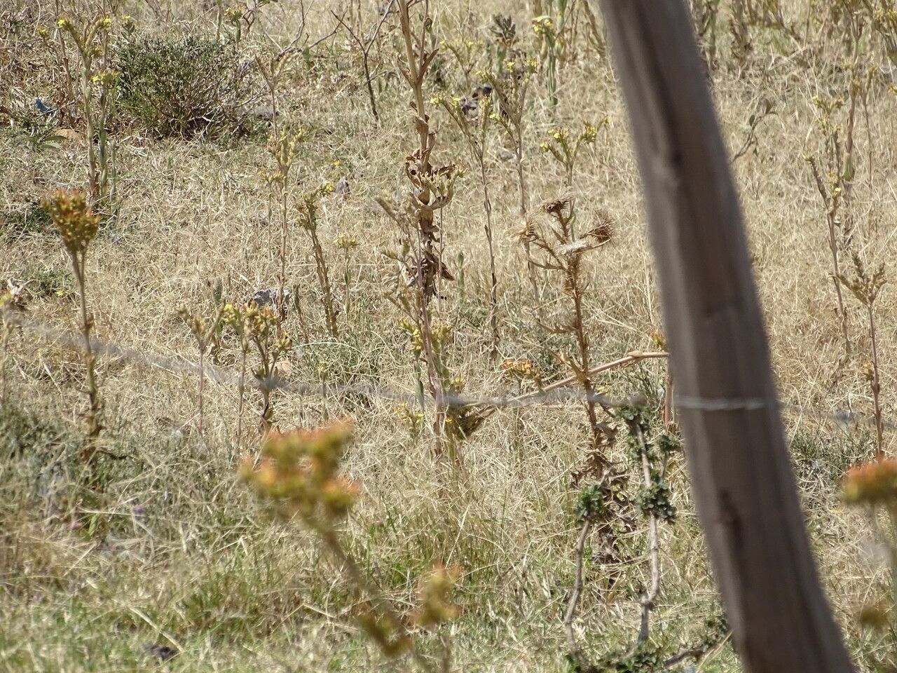 Kalanchoe lanceolata habit