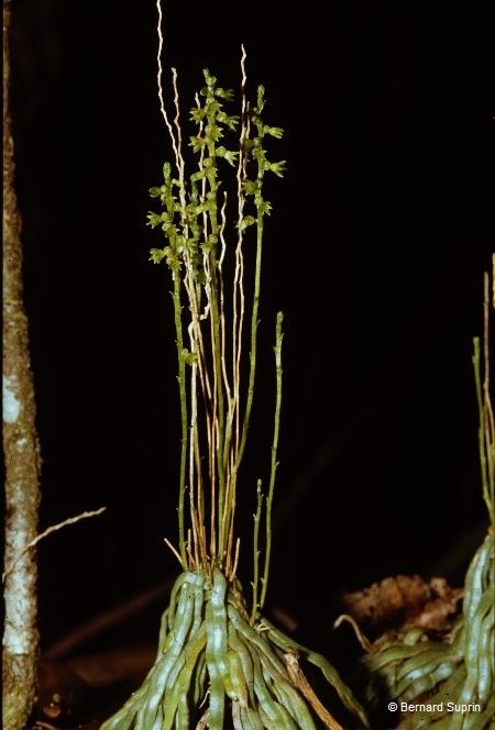 Taeniophyllum oreophilum fruit