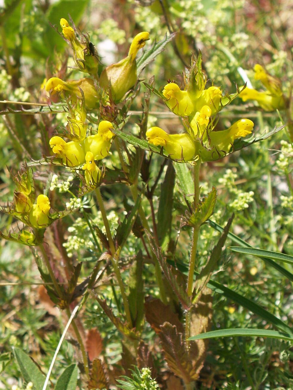 Rhinanthus javorkae flower