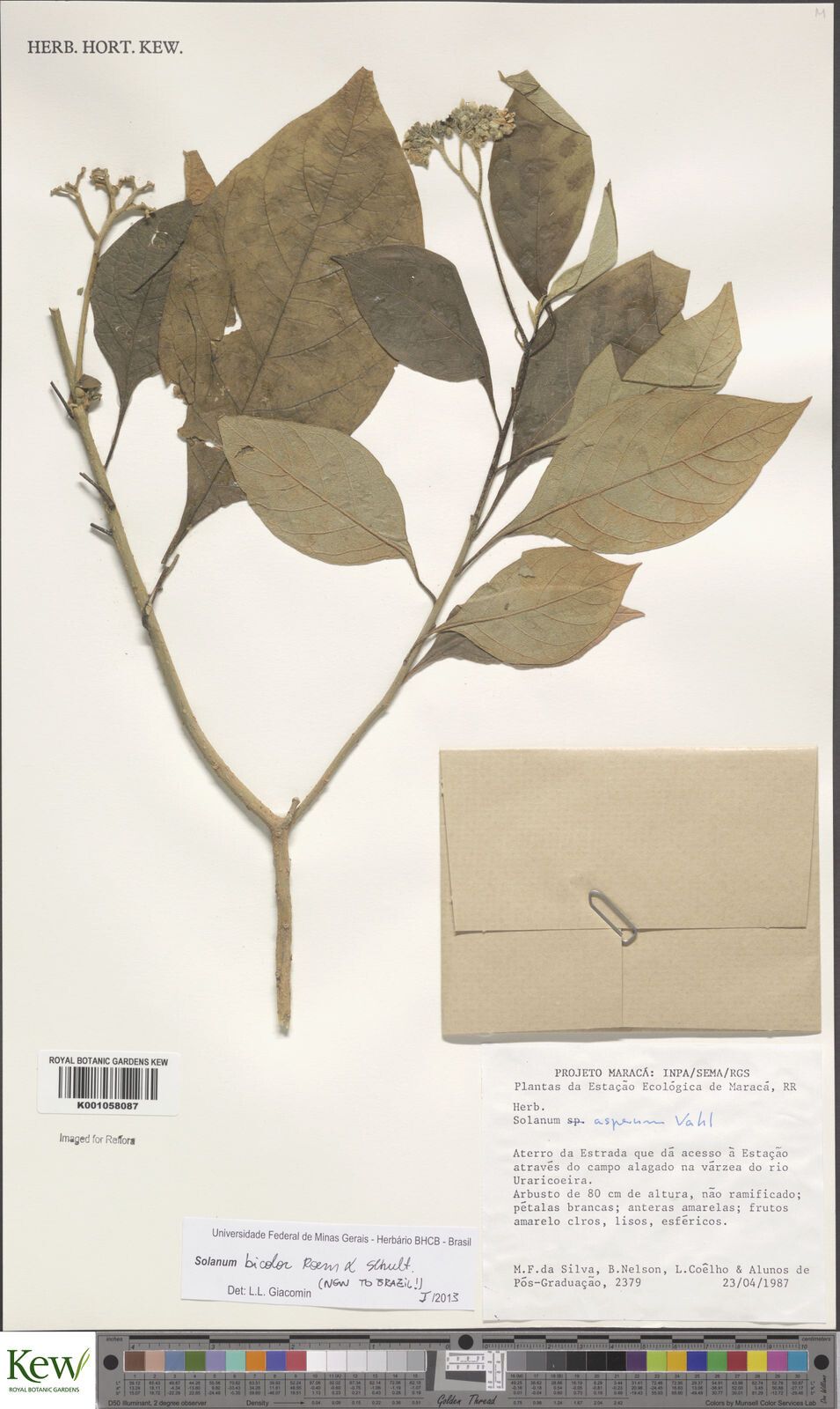 Solanum bicolor — houseplant care guide