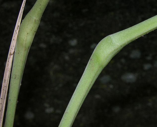Anthurium bradeanum bark