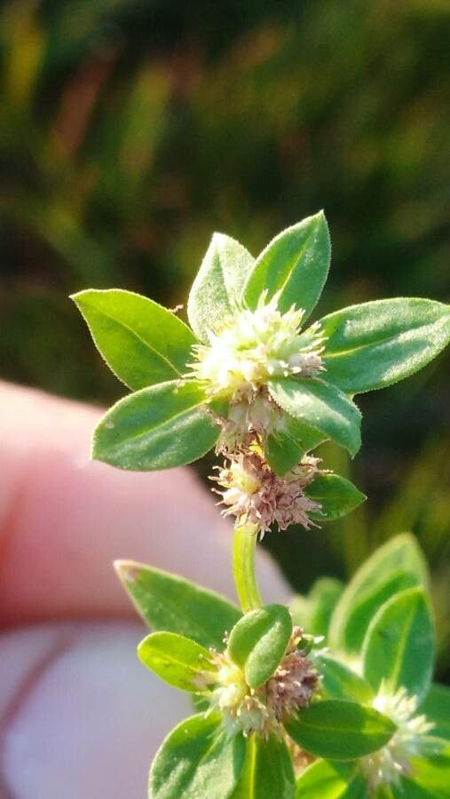 Richardia stellaris flower
