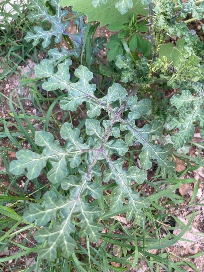 Solanum virginianum leaf