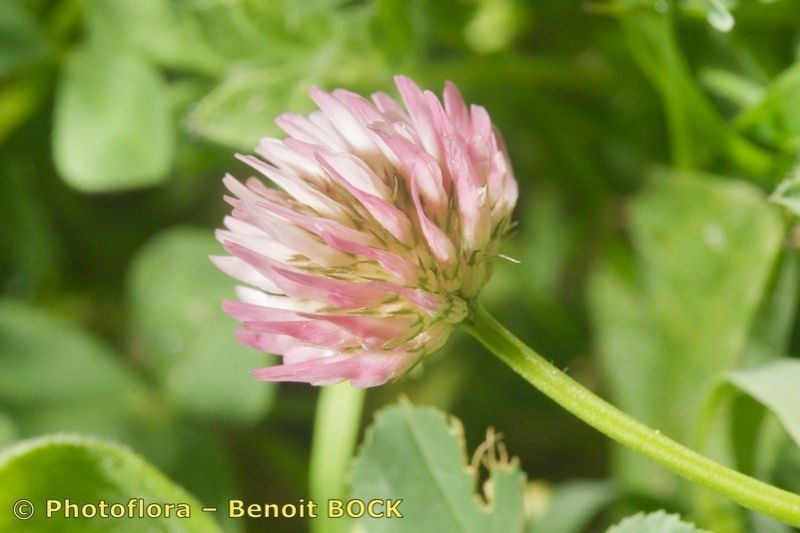Trifolium isthmocarpum flower