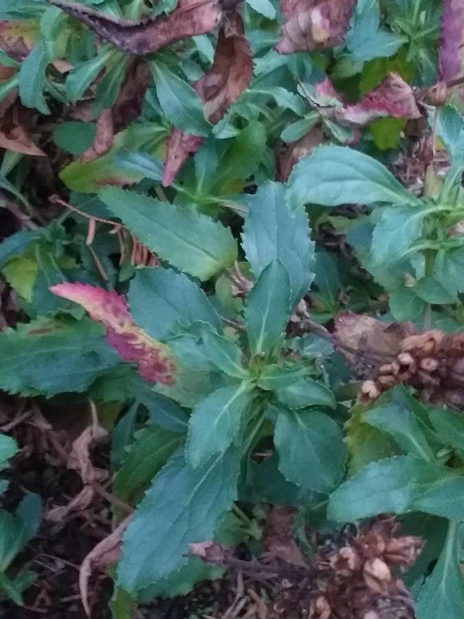 Penstemon serrulatus — search result for 'Penstemon'