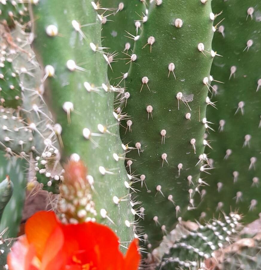 Opuntia tomentosa leaf