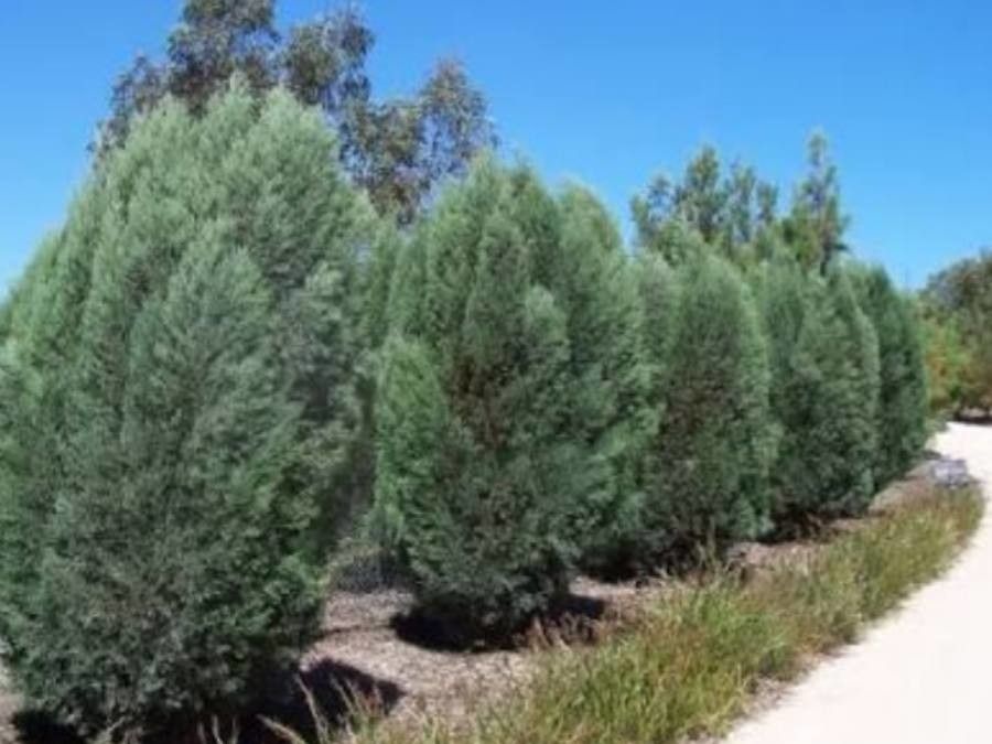 Callitris oblonga — search result for 'Cupressaceae'