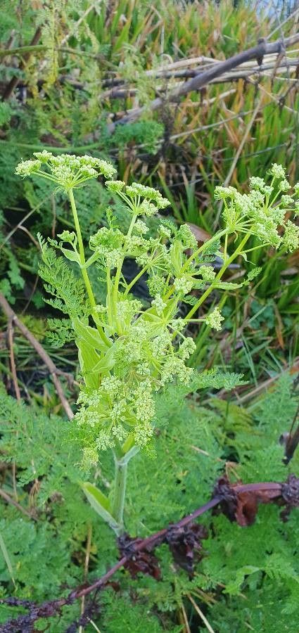 Oenanthe palustris flower
