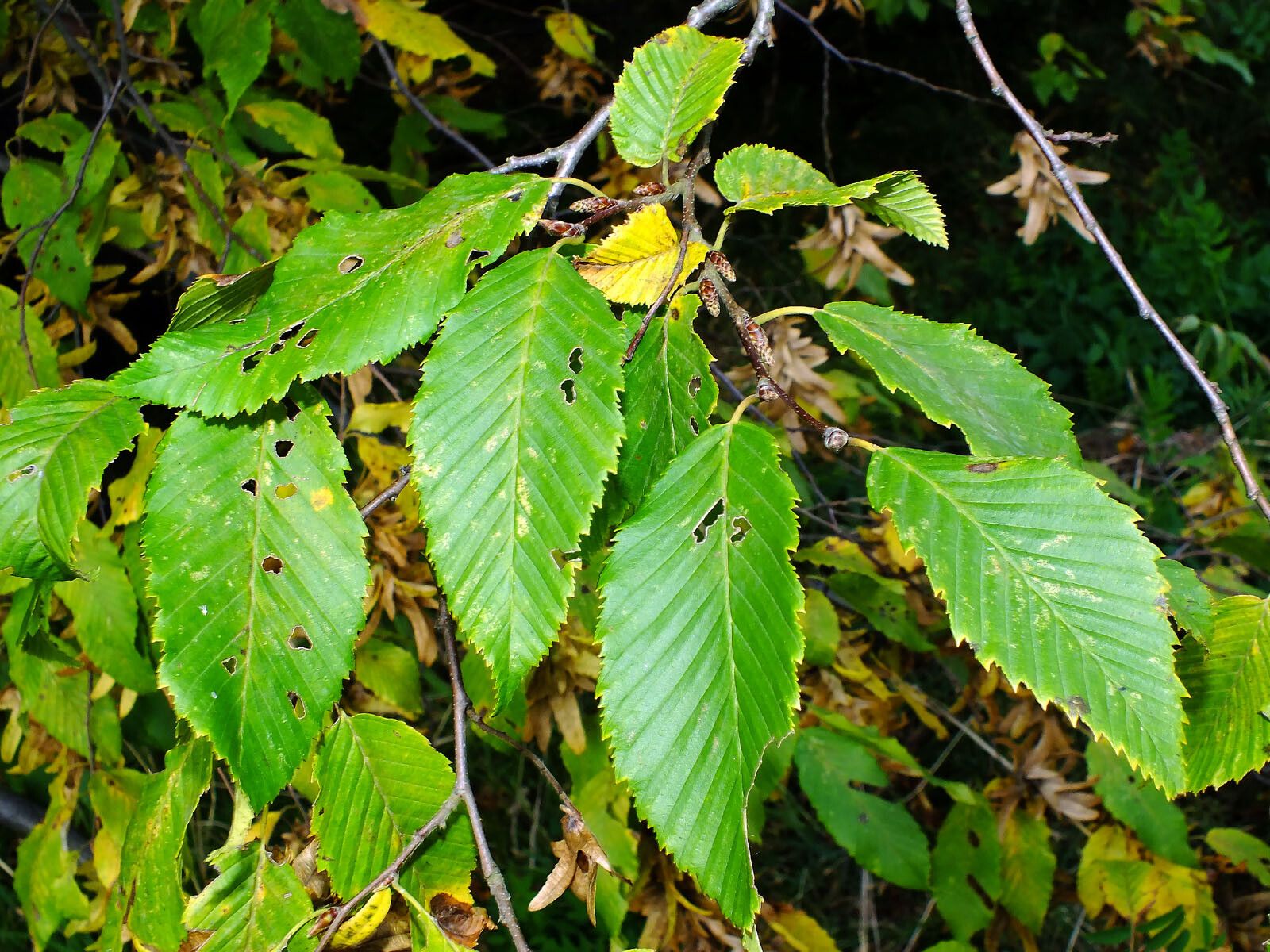 Carpinus cordata