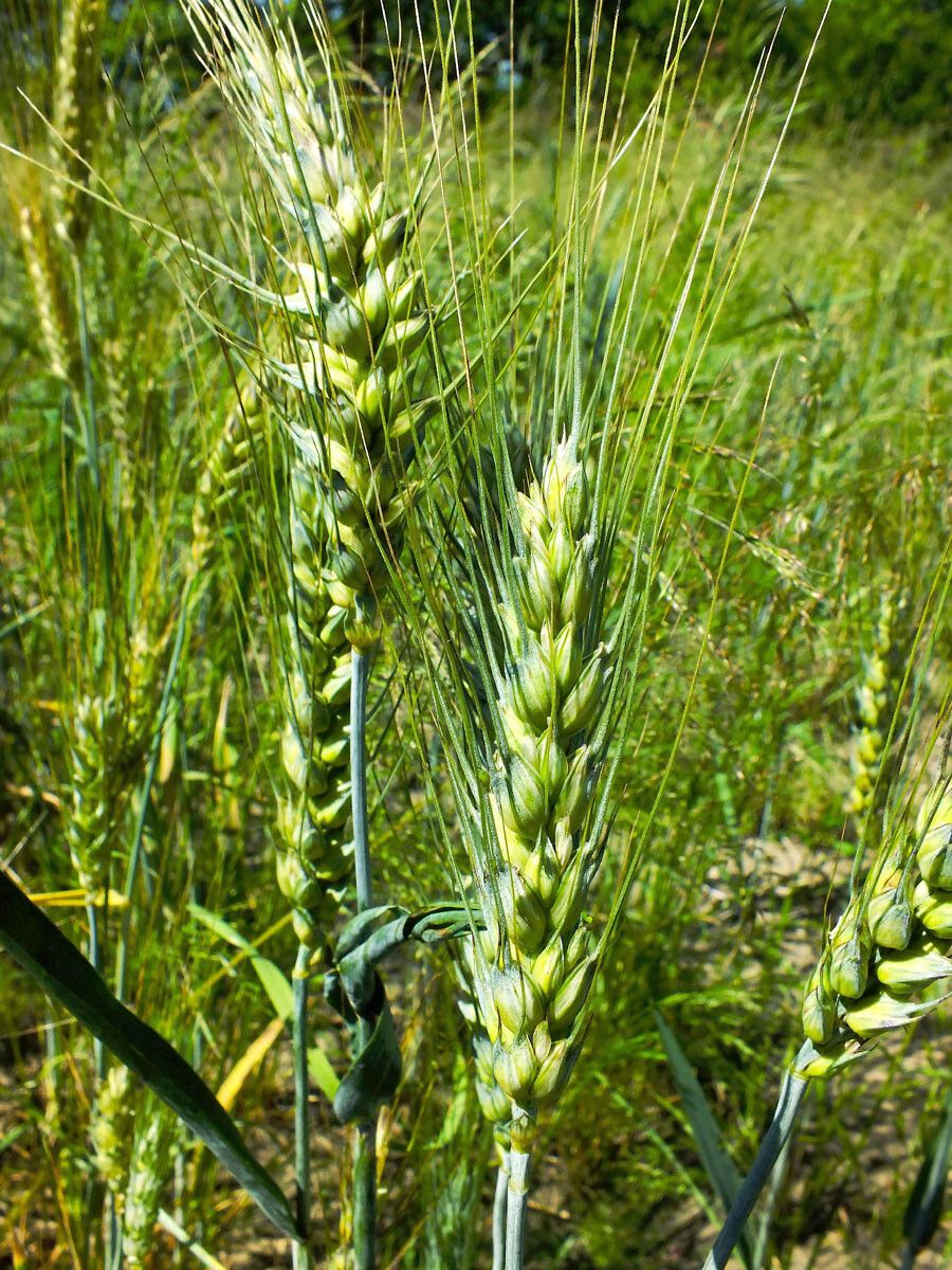 Triticum turgidum flower