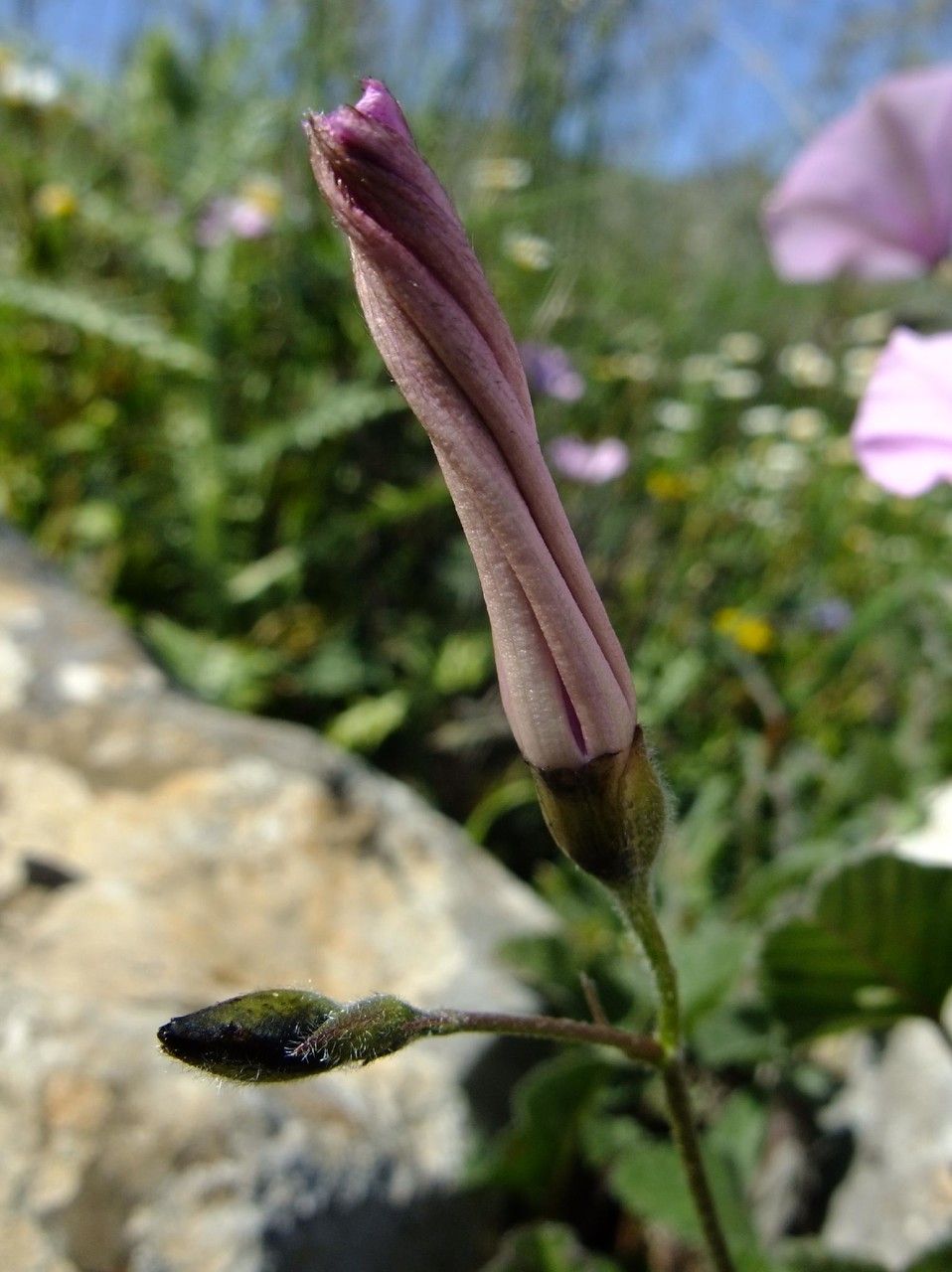Convolvulus thunbergii habit