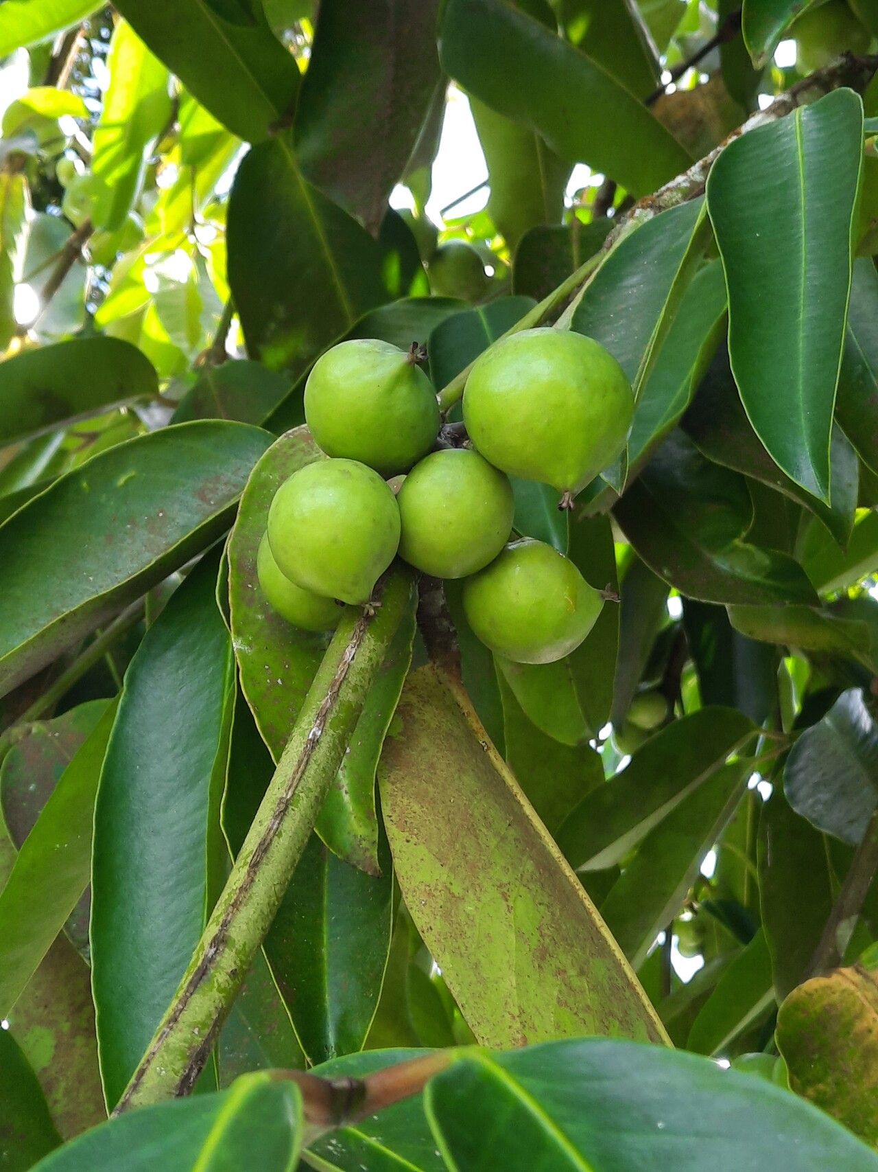 Garcinia xipshuanbannaensis fruit