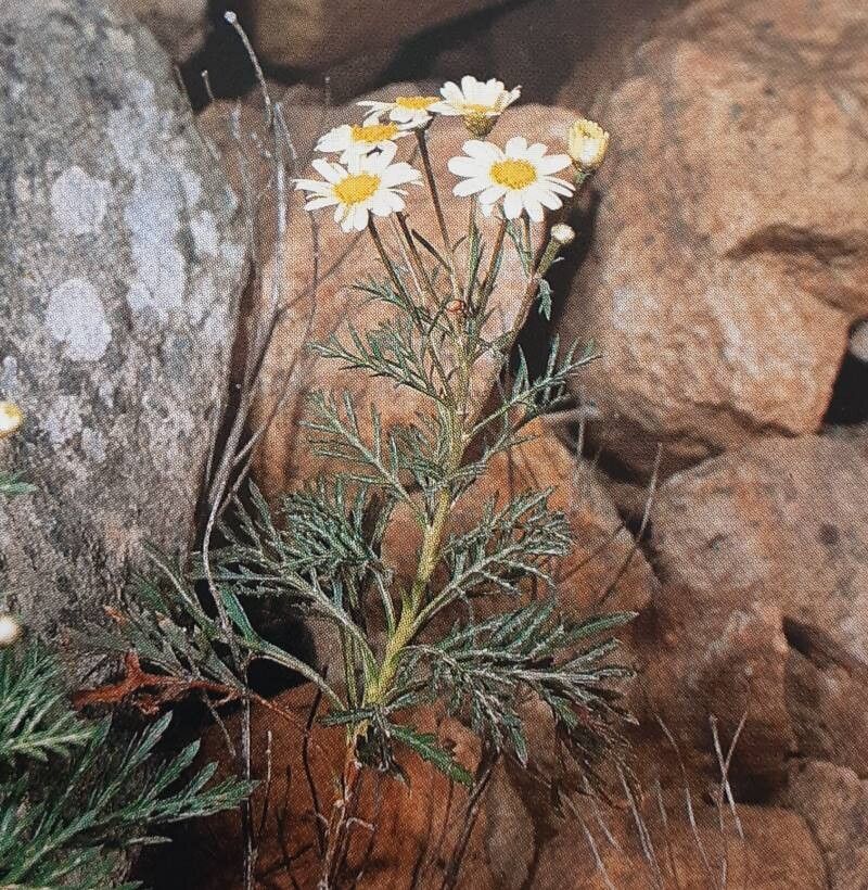 Argyranthemum callichrysum