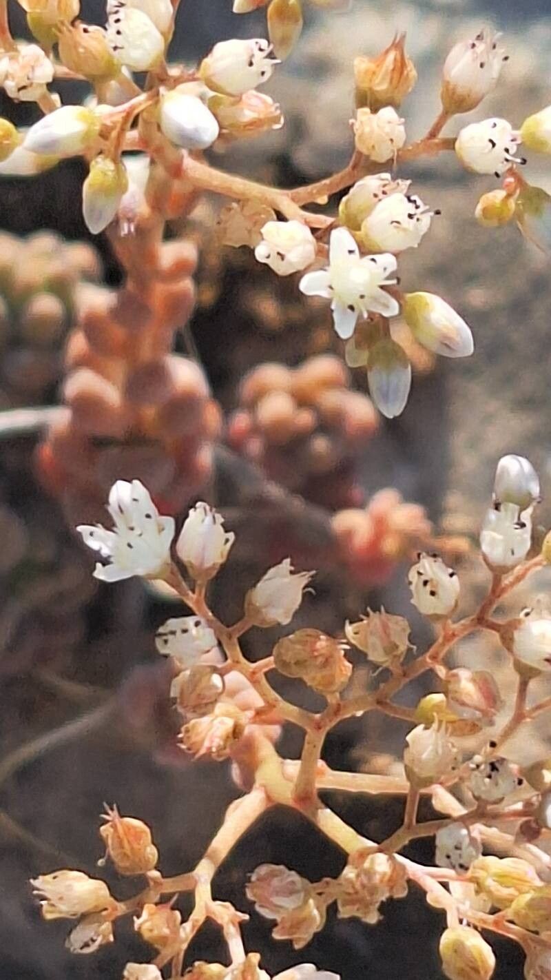 Sedum gypsicola flower
