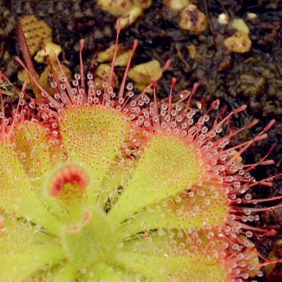 Drosera burmanni — search result for 'Drosera'