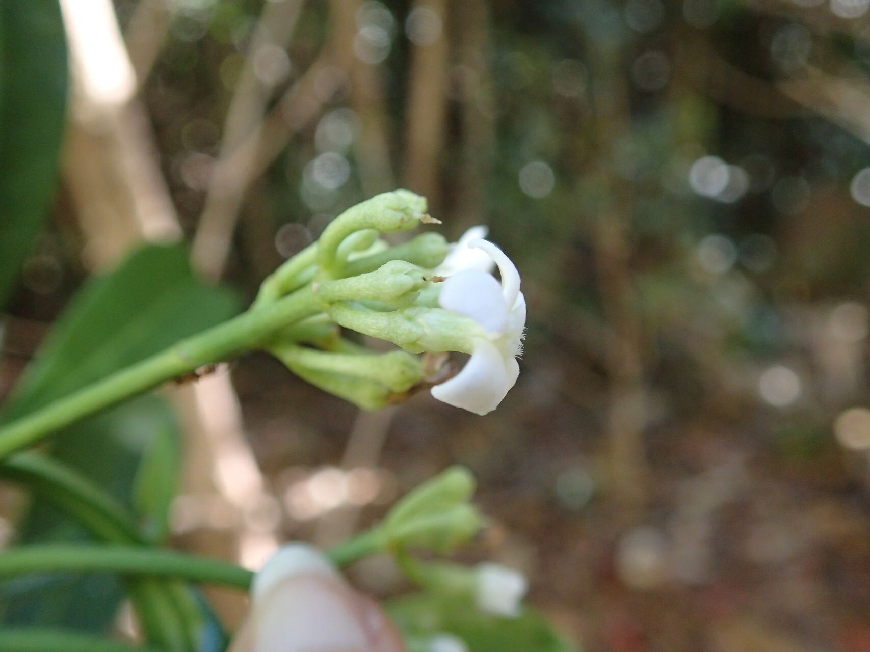 Rauvolfia balansae flower