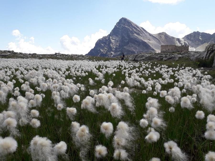 Eriophorum scheuchzeri flower
