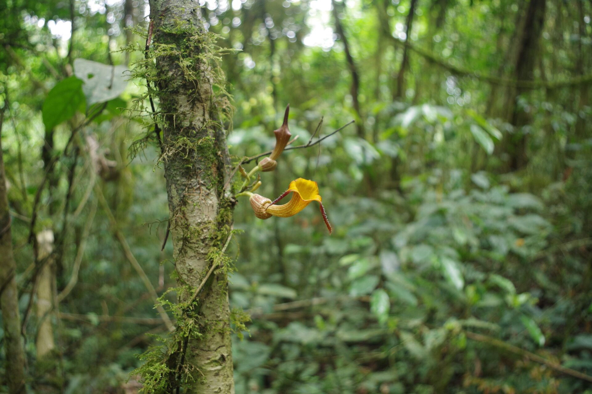 Aristolochia ceropegioides flower