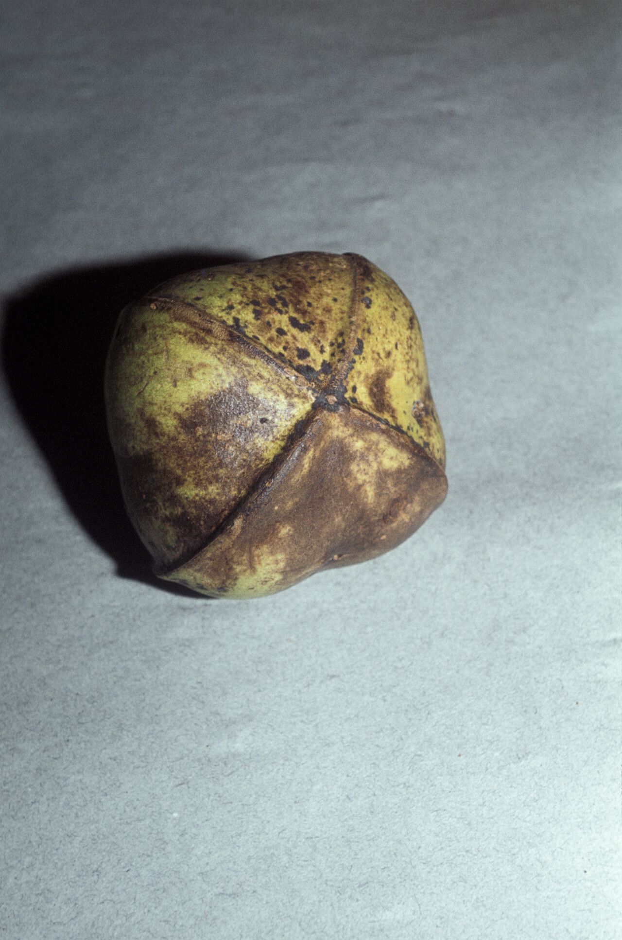 Plukenetia polyadenia fruit