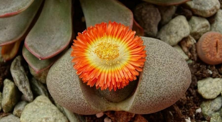 Pleiospilos nelii flower