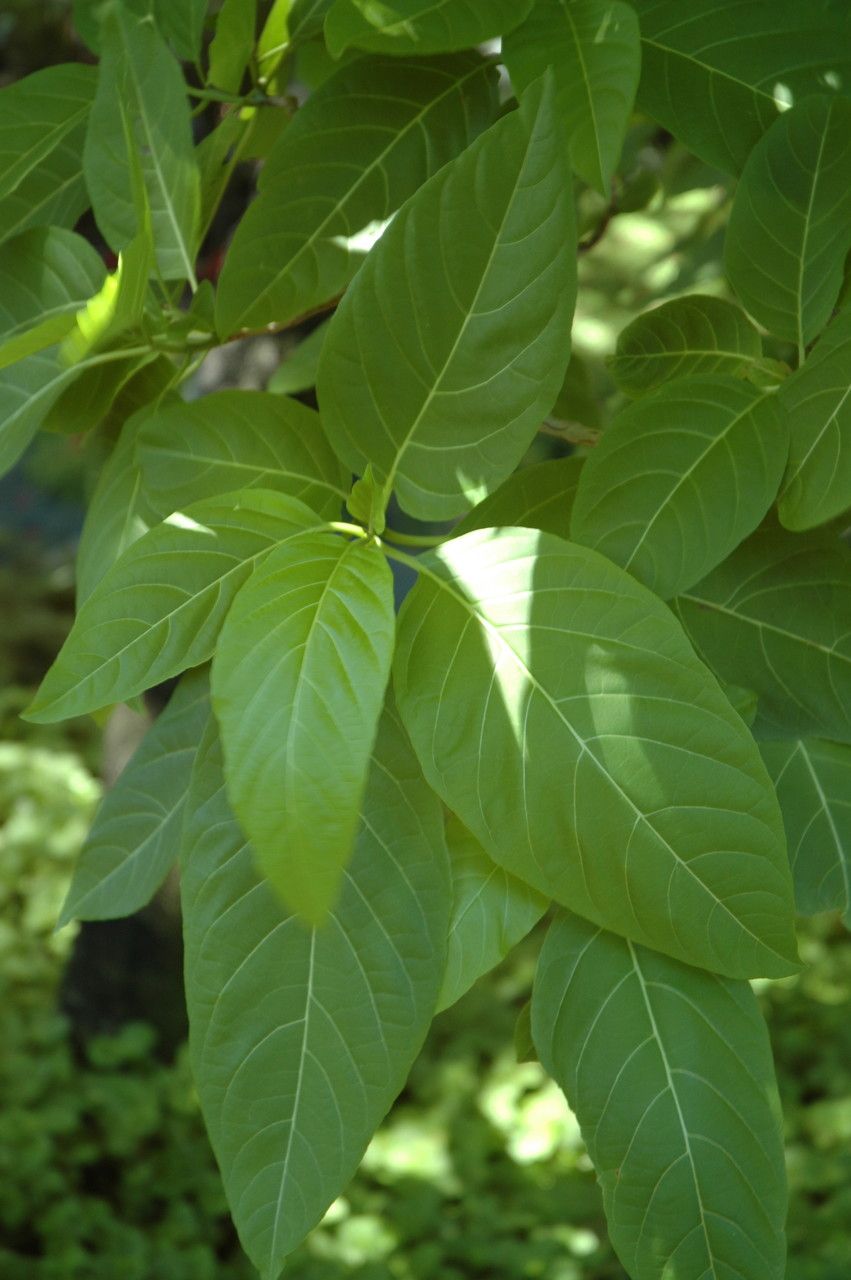 Ceodes grandis — related species from the same genus