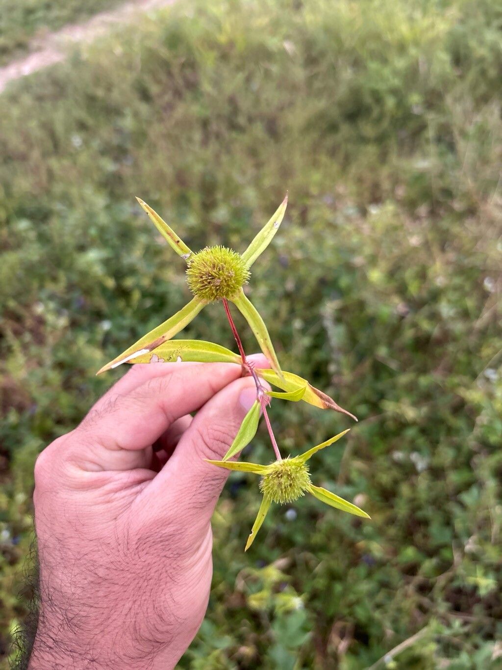 Spermacoce capitata flower