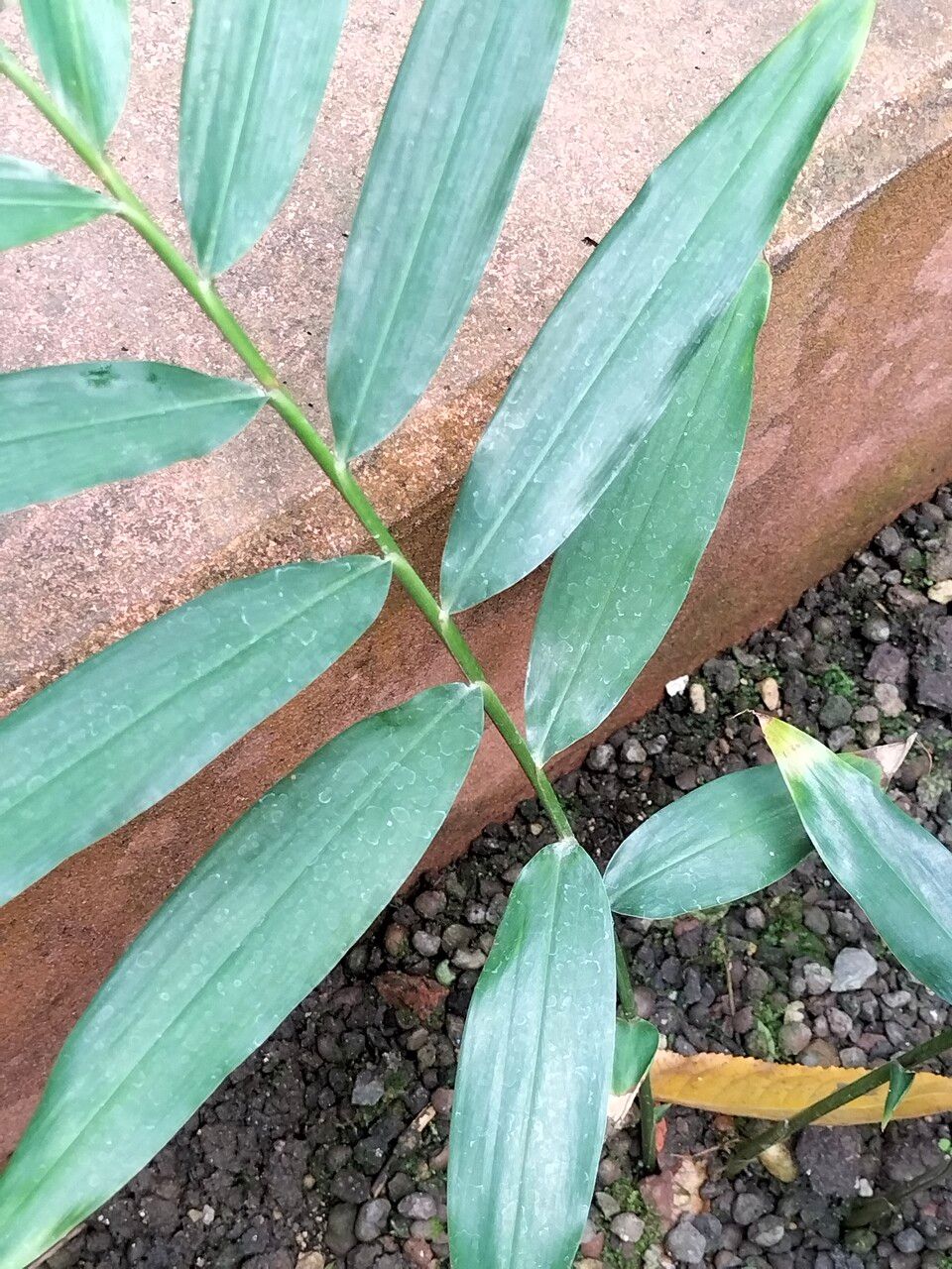 Aframomum melegueta leaf