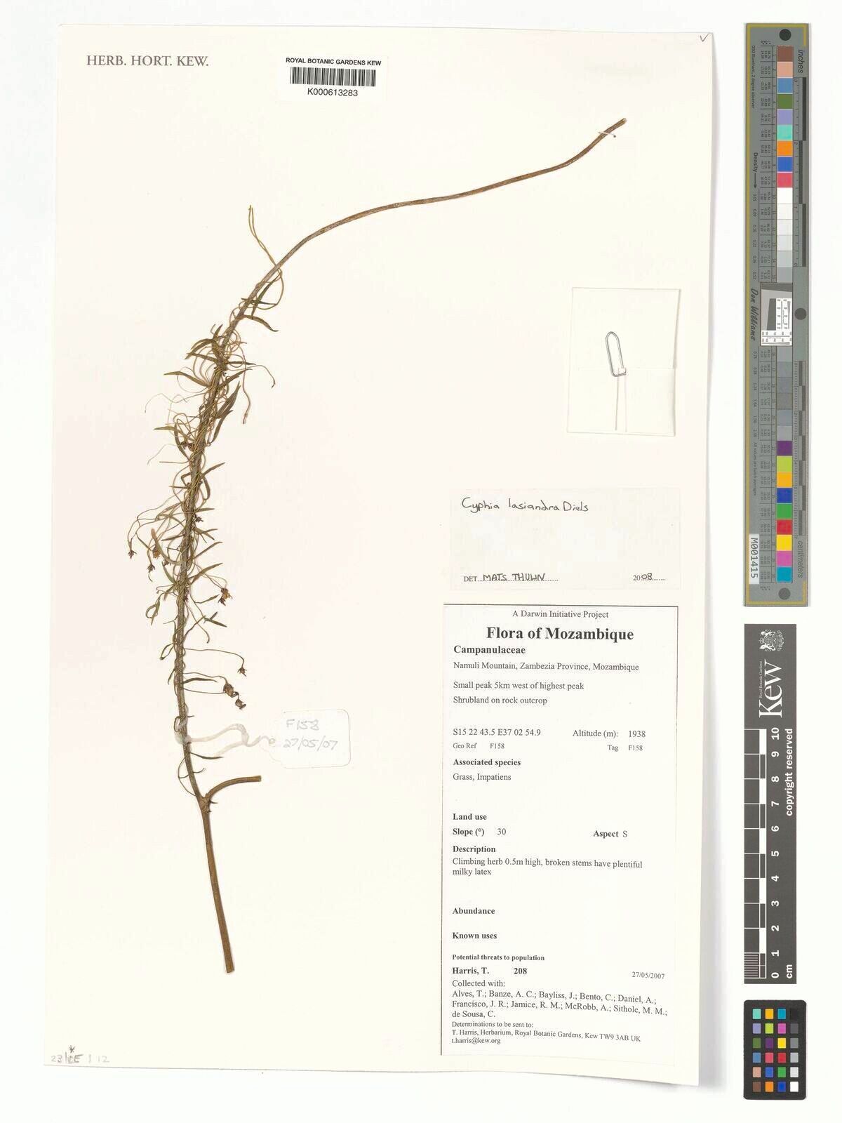 Cyphia lasiandra — related species from the same genus