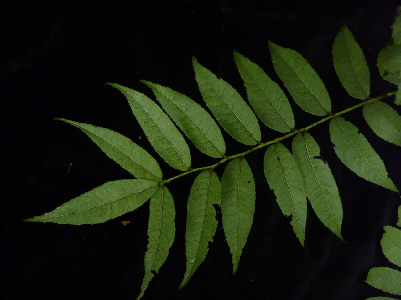 Zanthoxylum oxyphyllum — search result for 'Zanthoxylum'
