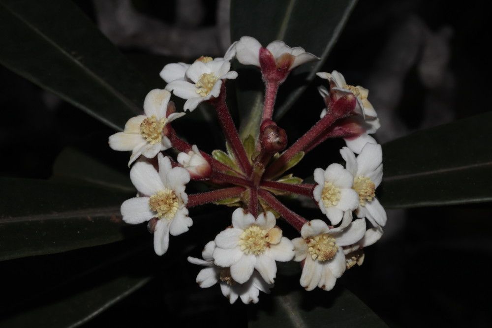Baloghia brongniartii flower