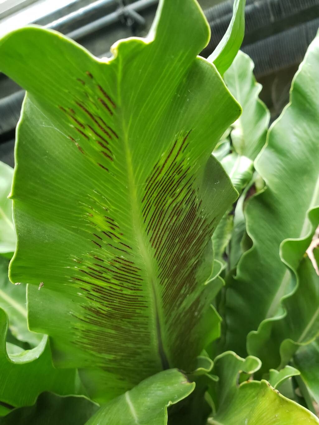 Asplenium goudeyi fruit
