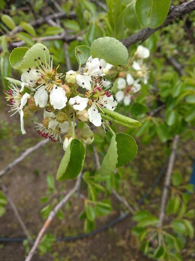 Pyrus bourgaeana flower