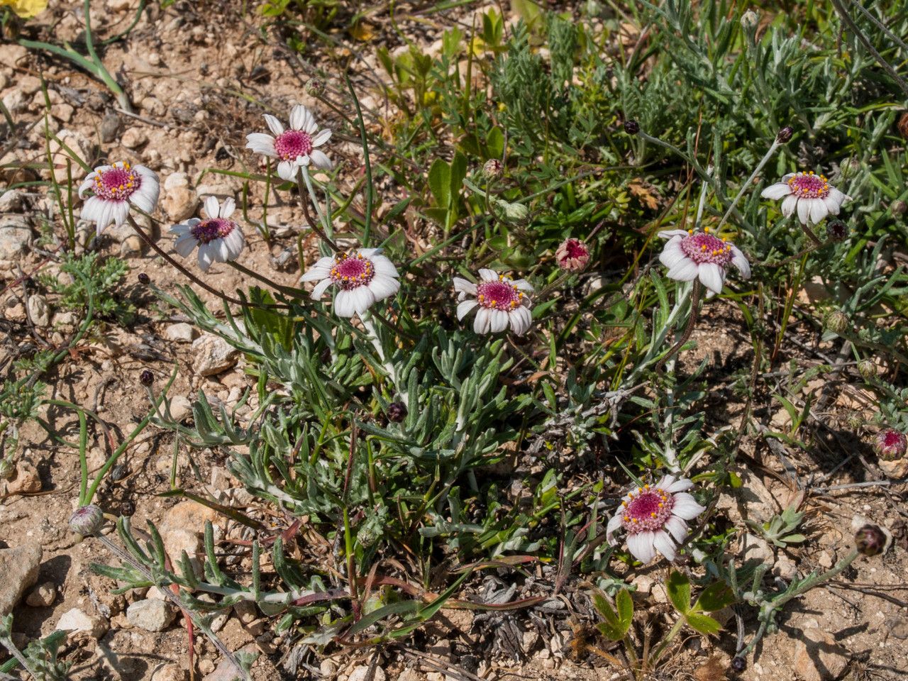 Anthemis tricolor habit