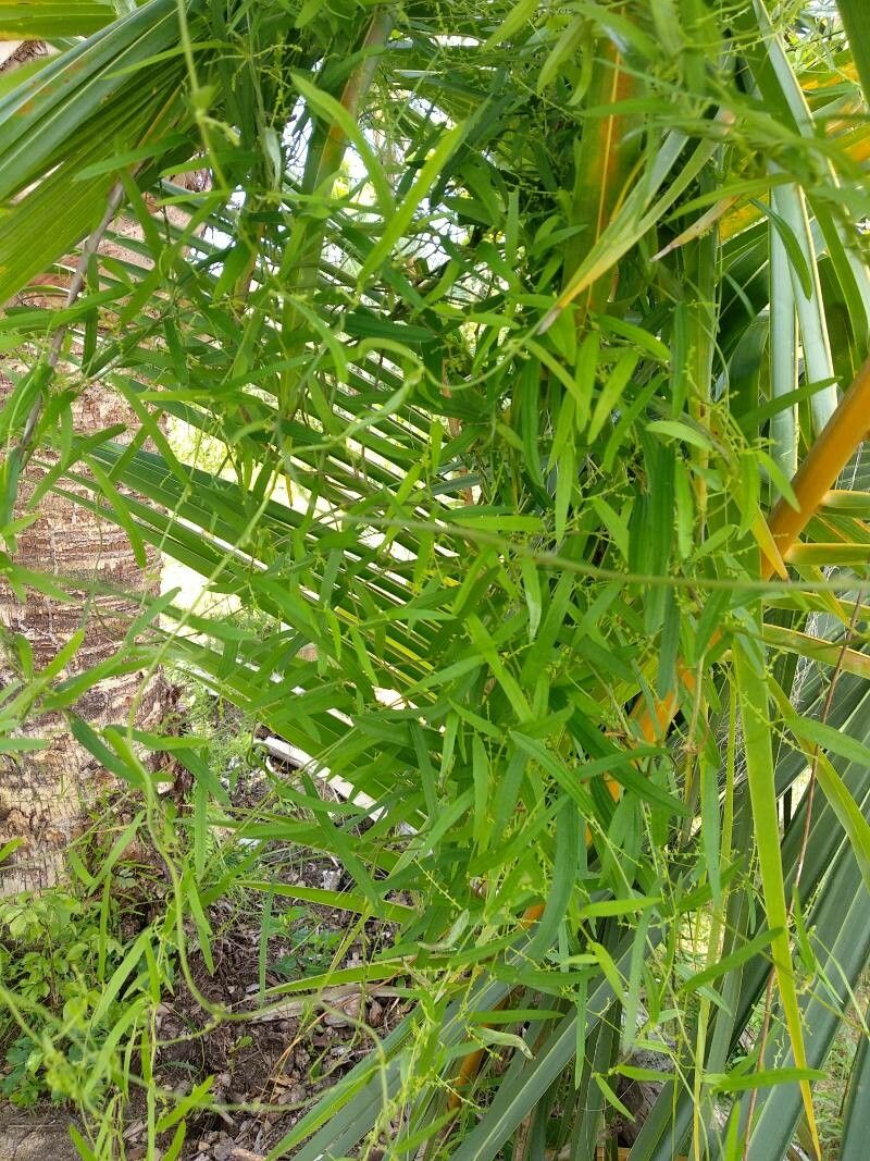 Dioscorea pilosiuscula habit