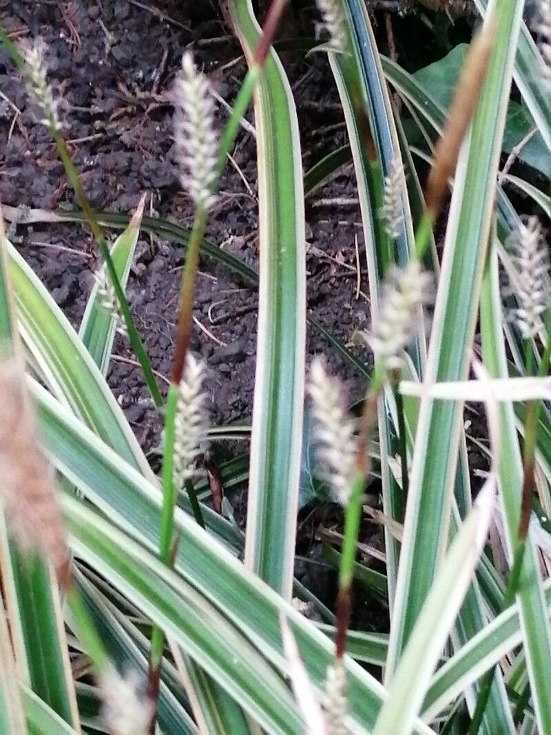 Carex ornithopoda fruit