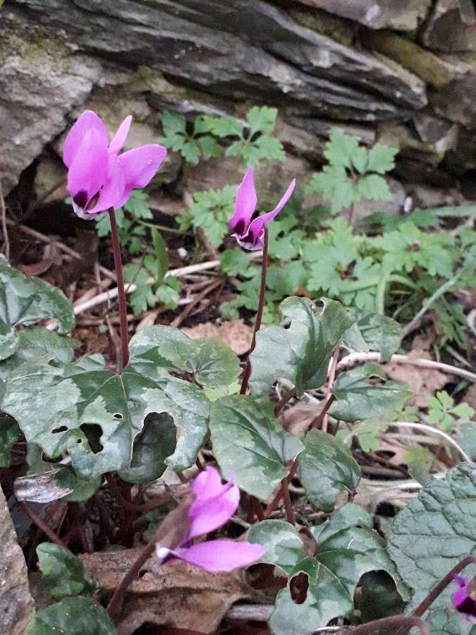 Cyclamen pseudibericum habit