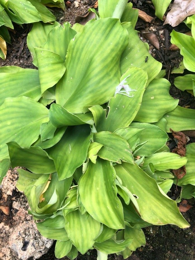 Kaempferia galanga habit