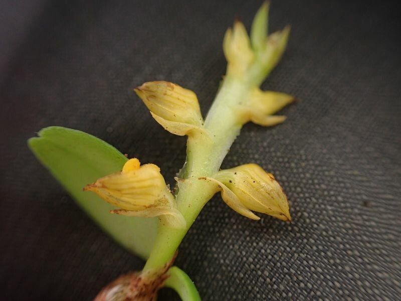 Bulbophyllum oreonastes flower