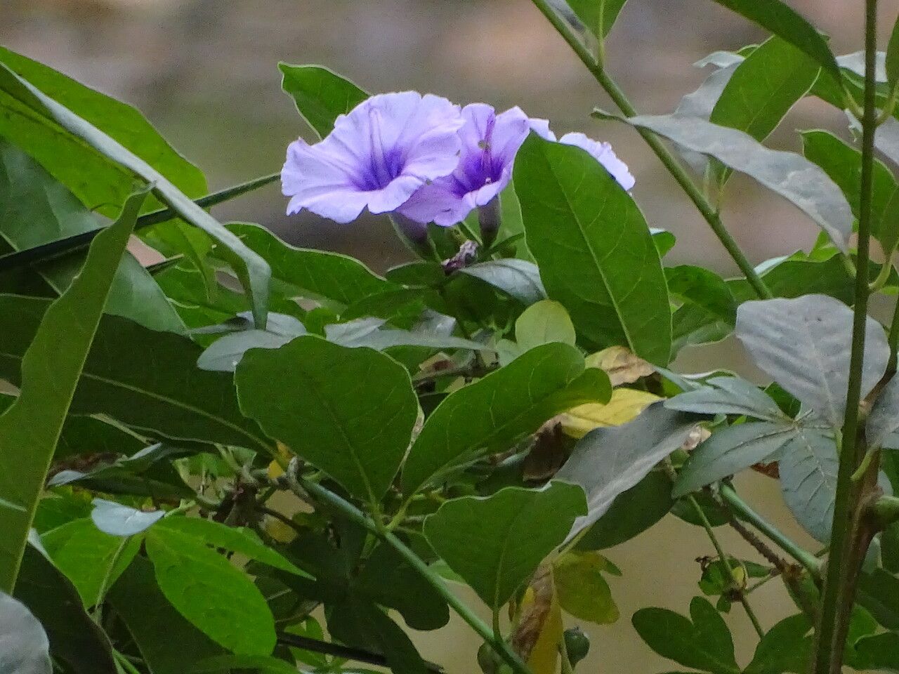 Ipomoea cairica — search result for 'Ipomoea'