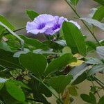 Ipomoea cairica
