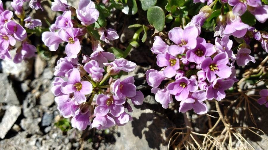 Noccaea rotundifolia flower