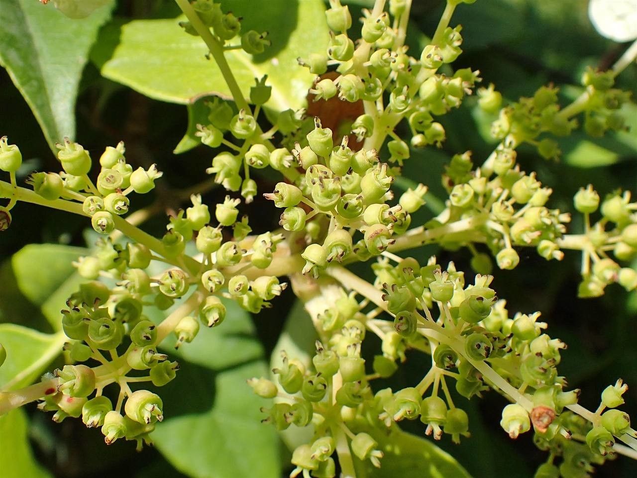 Hydrangea seemannii flower