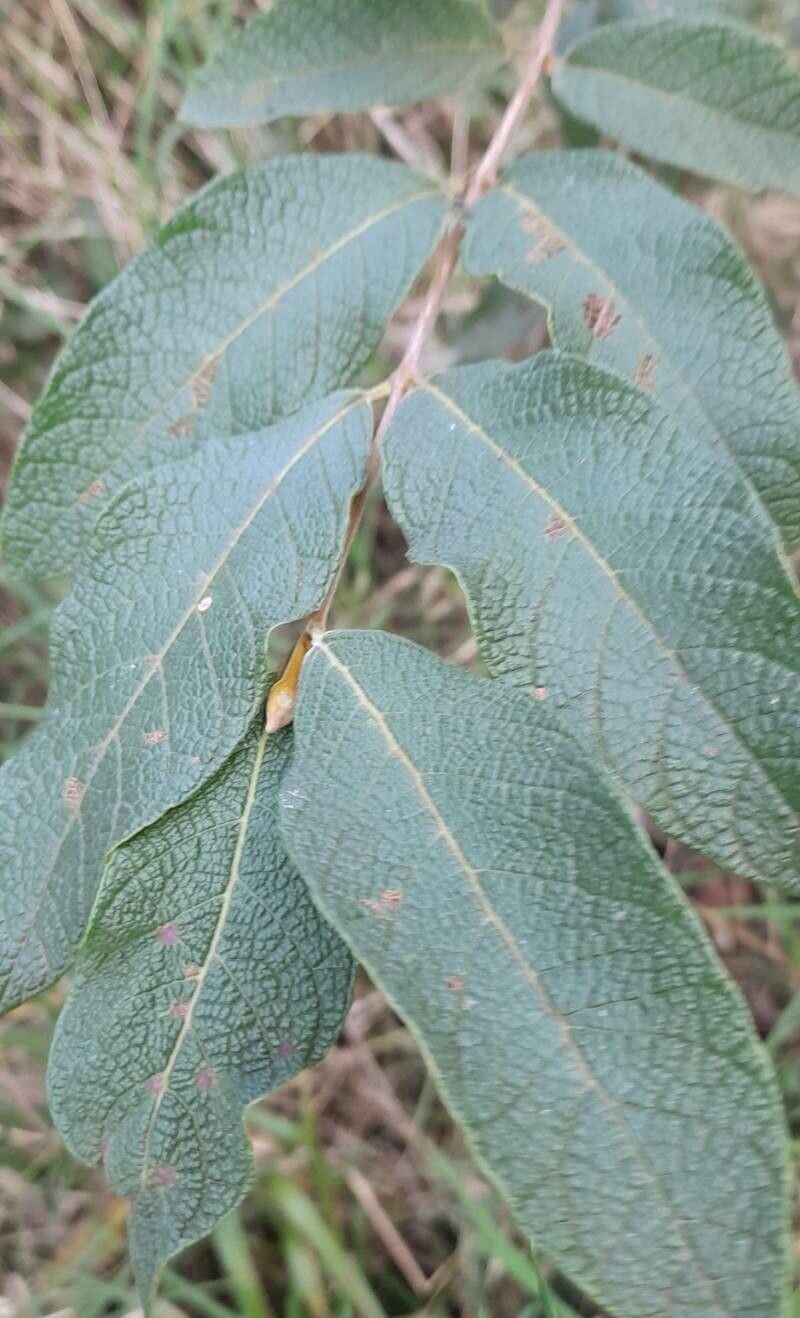 Campomanesia guazumifolia — related species from the same genus