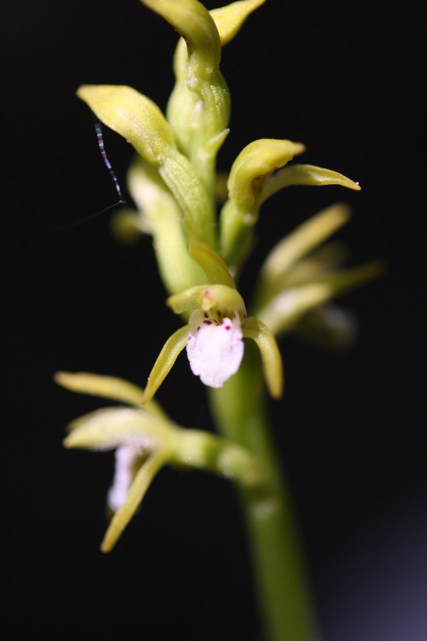 Corallorhiza trifida flower