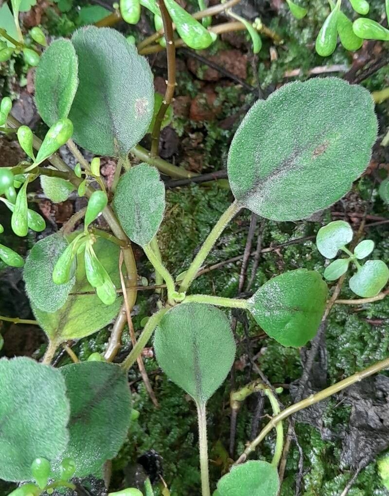 Pilea nipensis — search result for 'Pilea'
